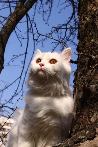 Schönheit weiße Katze — Stockfoto