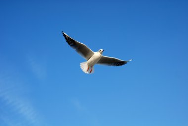 Seabird