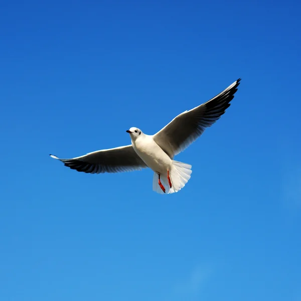 Uccello marino — Foto Stock