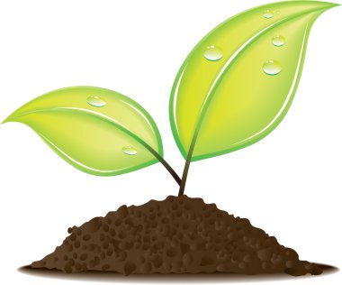 Young vector plant clipart