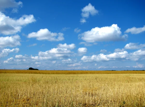 斜め畑に小麦 — ストック写真