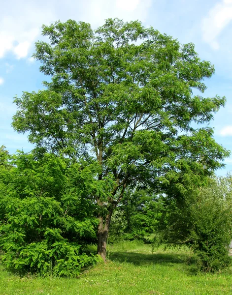 Letní strom — Stock fotografie