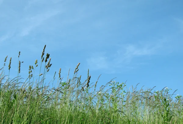 stock image Grass and sky