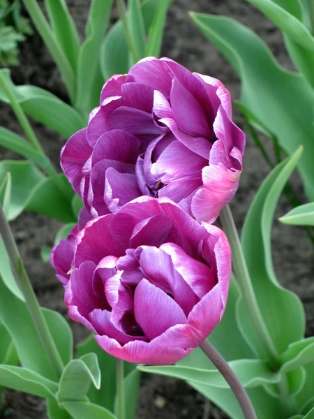 Dos tulipanes —  Fotos de Stock