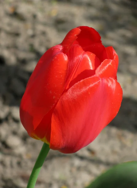 Dieprode tulip — Stockfoto