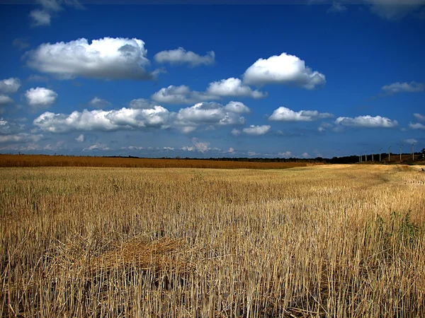 Alanını Oblique buğday — Stok fotoğraf