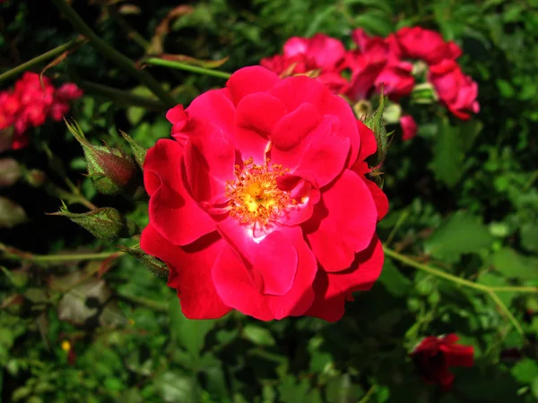 Wilde Szkarłatna róża — Zdjęcie stockowe