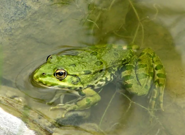 stock image Frog in water