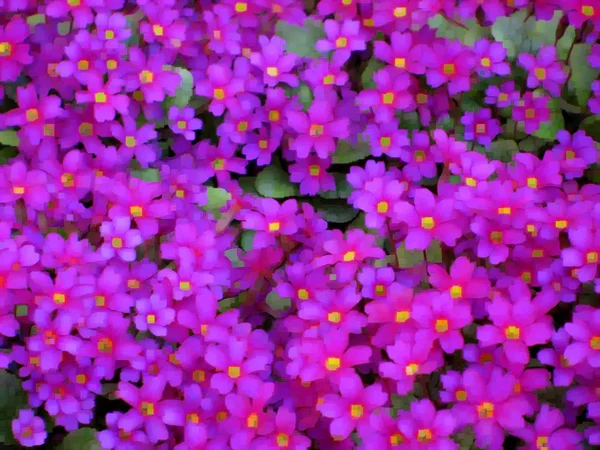 Візерунок пурпурні та сині квіти — стокове фото
