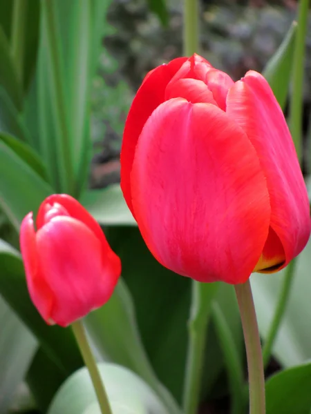 Twee rode tulpen — Stockfoto