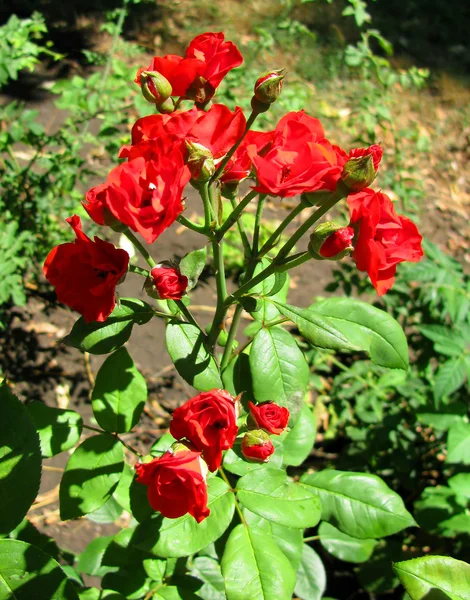 Rote Blumen auf dem Rasen — Stockfoto