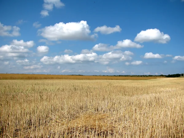 Šikmé pšenice v poli — Stock fotografie