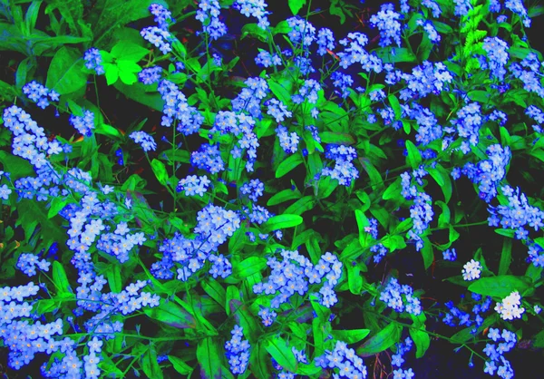 Kwiaty niebieski wzór — Zdjęcie stockowe