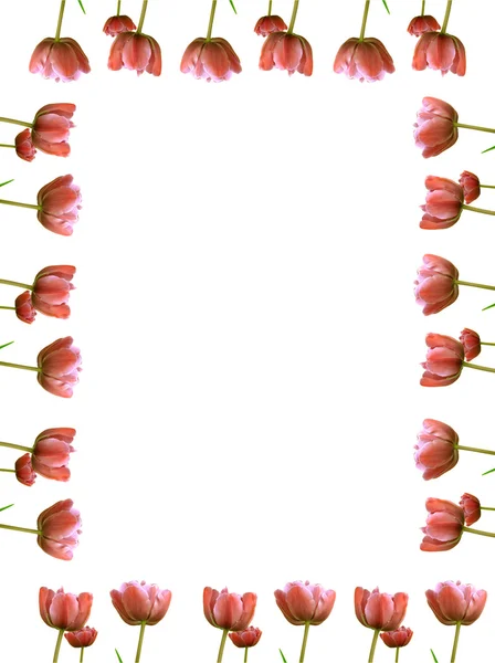 Marco de tulipanes originales — Foto de Stock