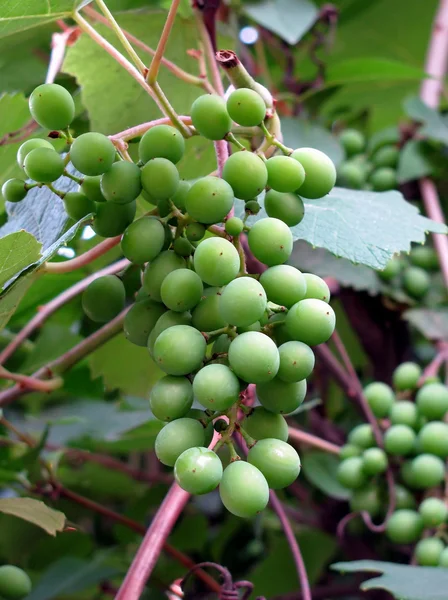 stock image Green grape