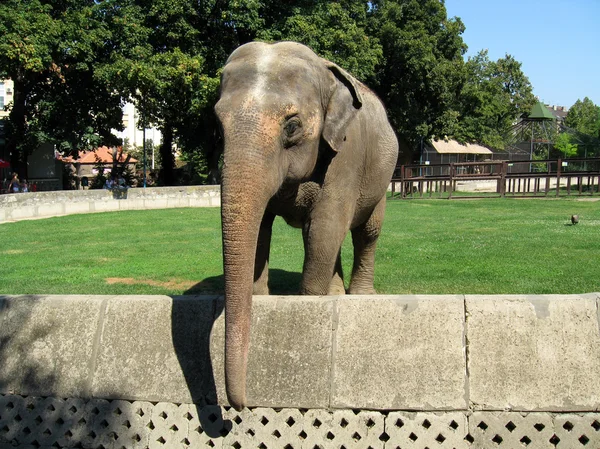 stock image Old elephant in a zoo