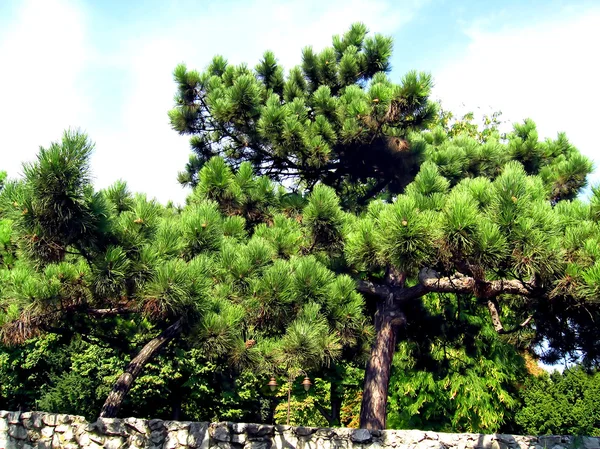침 엽 수 나무와 전나무 — 스톡 사진