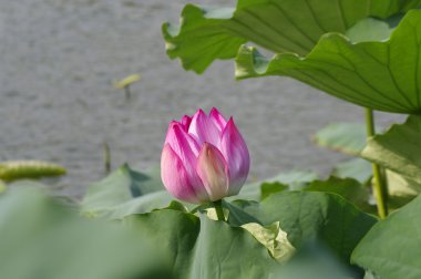 Lotus