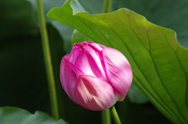 Lotus