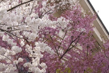 Bicolor Sakura