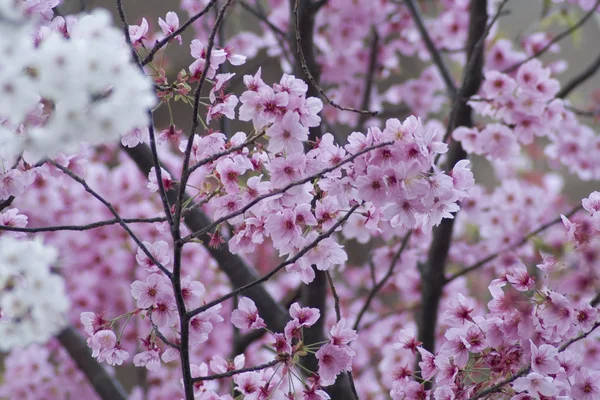 stock image Riot flowering