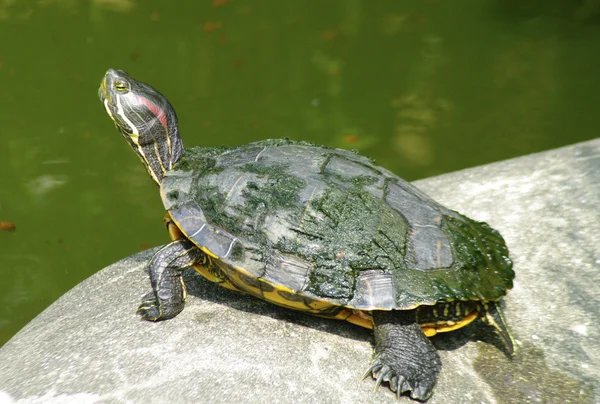 stock image Turtle on the stone