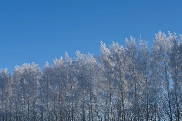 stock image Winter Birhes