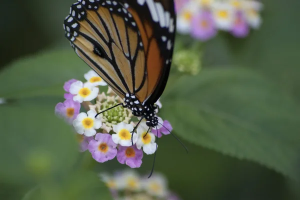 Butterfly en flower Stockafbeelding