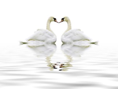 Swan clipart