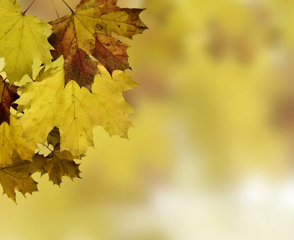 Листя осень — стокове фото