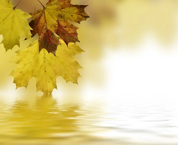 Folhas refletindo sobre a água — Fotografia de Stock
