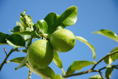 Ağaçtaki limonlar