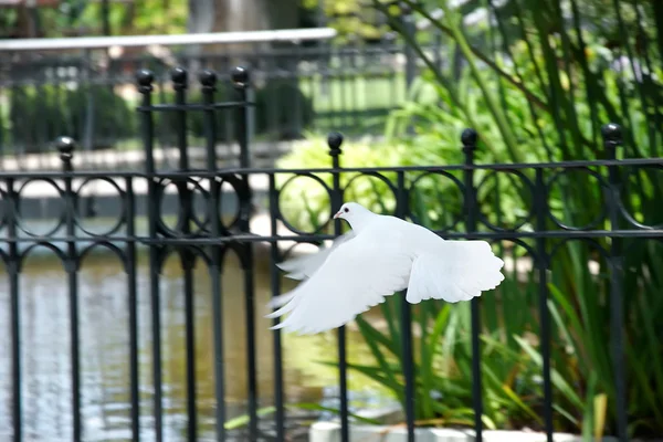 Krásný holubice v parku公園の美しい鳩 — ストック写真