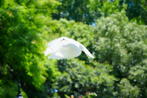 Hermosa paloma en el parque —  Fotos de Stock