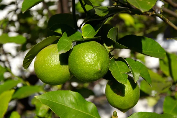 stock image Three green lemons