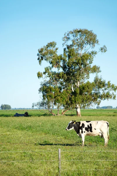 Cow the green field — Stock Photo, Image