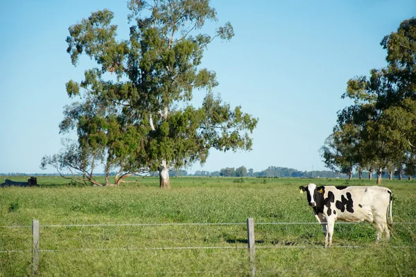 Αγελάδα στο πράσινο πεδίο — Φωτογραφία Αρχείου