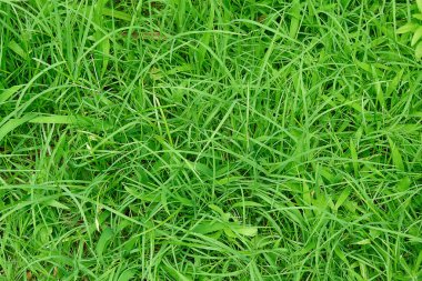 Grass clipart