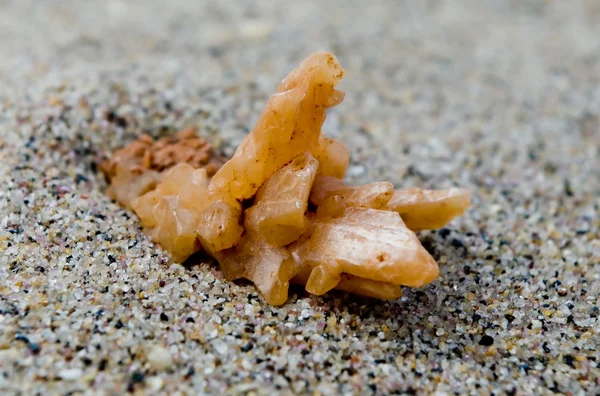 Corallo sulla sabbia — Foto Stock