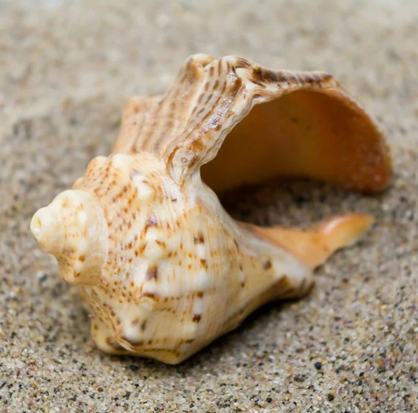 stock image Cockleshell on sand