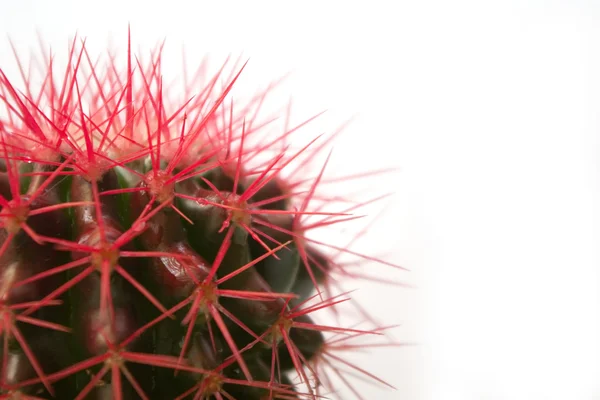 stock image Cactus