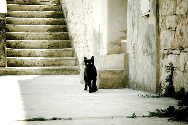 stock image Sunny black cat