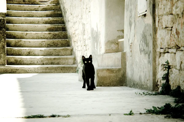 Sunny černá kočka Royalty Free Stock Obrázky