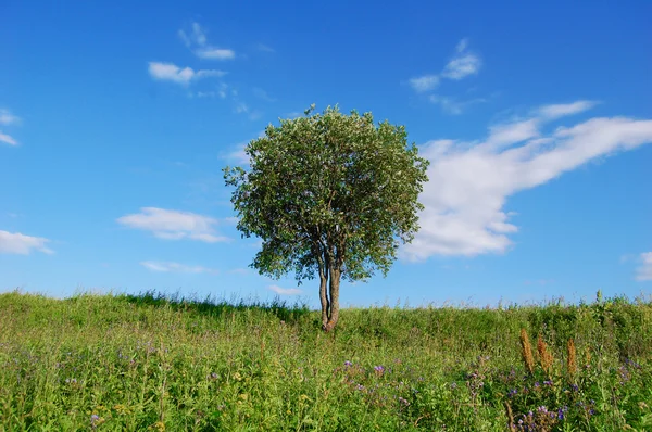 Tree in the green field — Stock Photo, Image