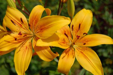 Two big yellow lily