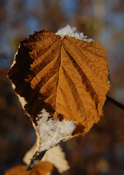 Old yellow leaf with snow — Stok fotoğraf