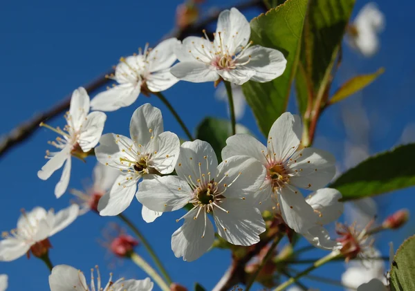 Weiße Blüten Apfelbaum — Stockfoto