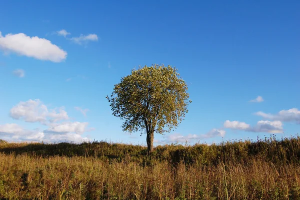 秋の田の孤独な木 — ストック写真