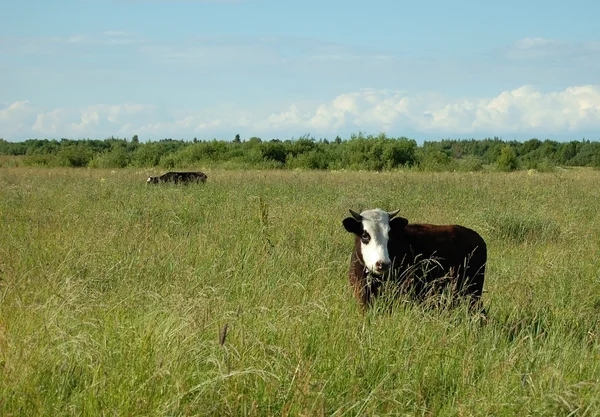 The cow costs in the field — Stock Photo, Image
