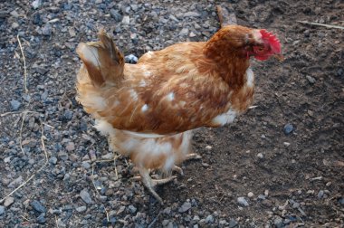 Benekli hen